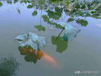 太湖鸿博家电维修有限公司